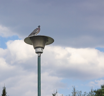 A pigeon on a street lamp
