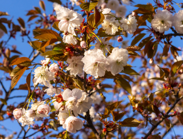 Flowering Decorative Cherry