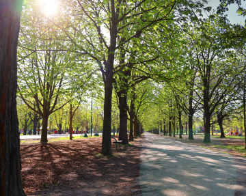 Sunny Morning in the City Park