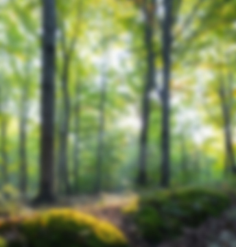 Forest, Image, Blur, background out of focus