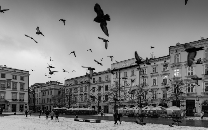 Birds in the City. Pigeons on the market. Black and white