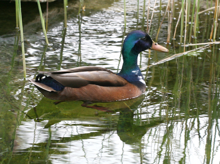 Duck On The Water