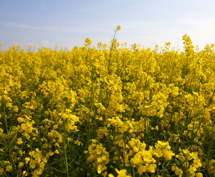 Rape During Flowering