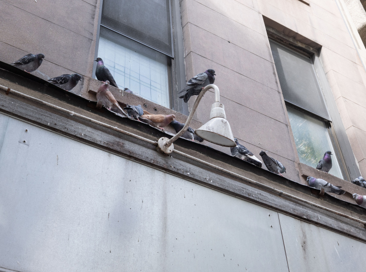 Pigeons on the facade of the building